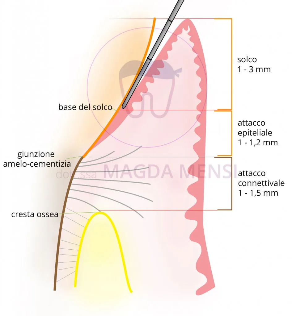 Anatomia del parodonto sano